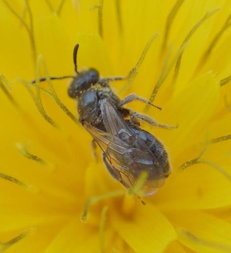 Réf. 245 855 : Lasioglossum sp.